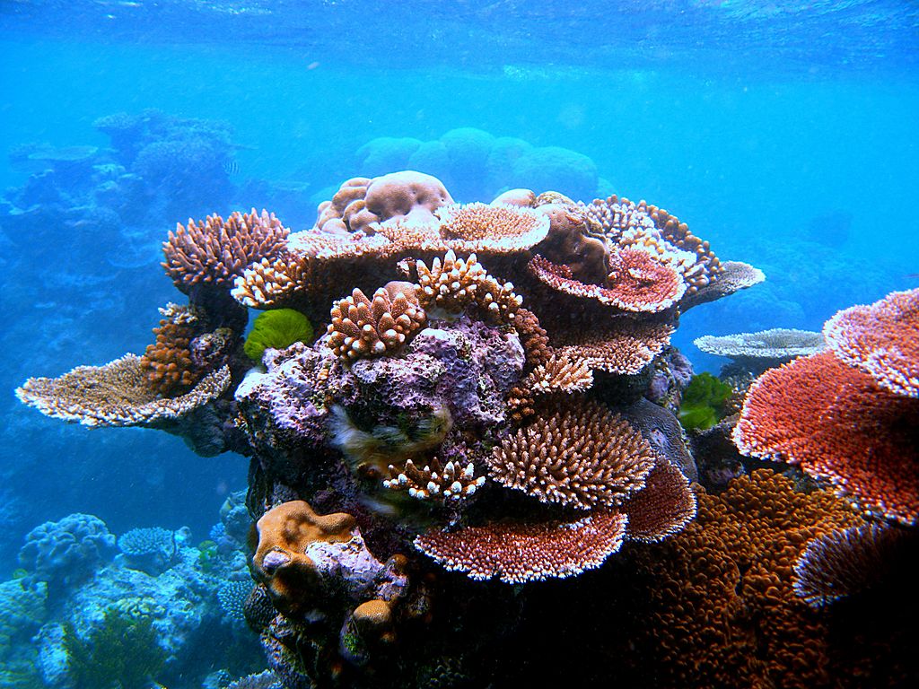 الحاجز المرجاني العظيم ـ أستراليا